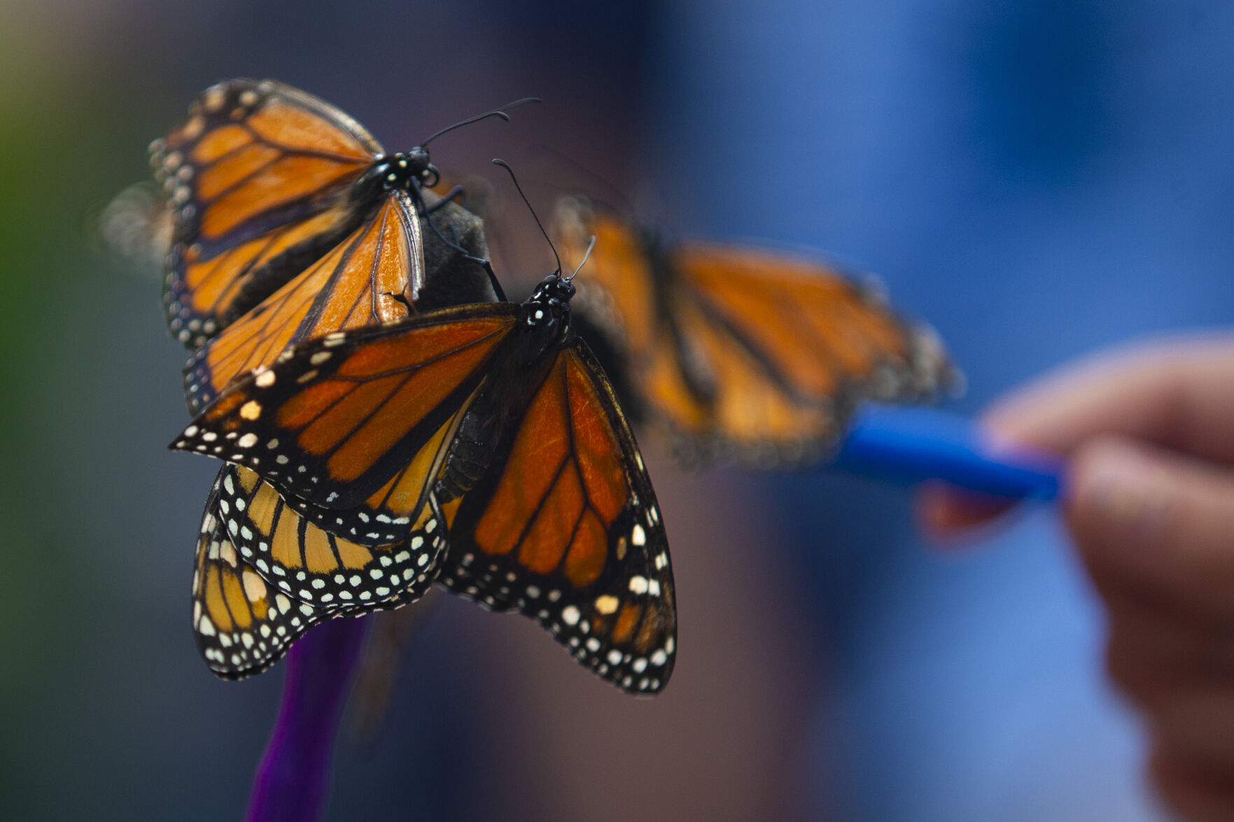 All-A-Flutter Farms
